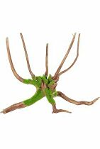 Levně Akvarijní dekorace Kipouss Pavoučí kořen M Zolux